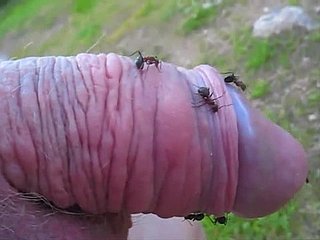 Kinky-Kumpel steckt seinen kleinen Schwanz in einen Ameisenhaufen und genießt es